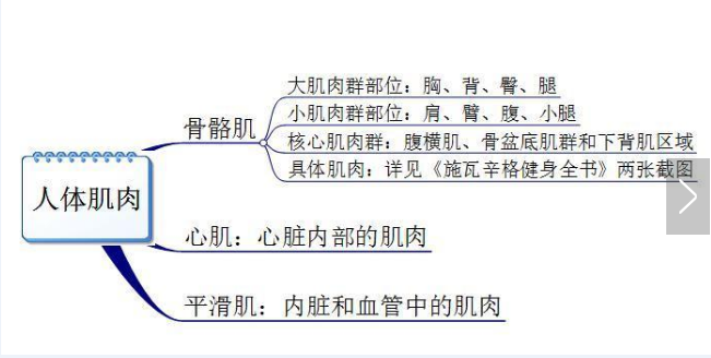 你真的认识你身体的肌肉吗？